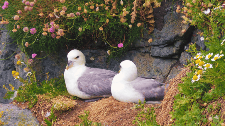 Two fulmars nesting on the cliff-edge of Carrick-a-Rede island